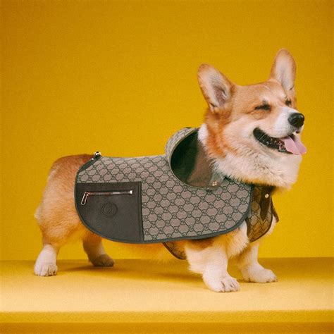 Gucci pet accessories